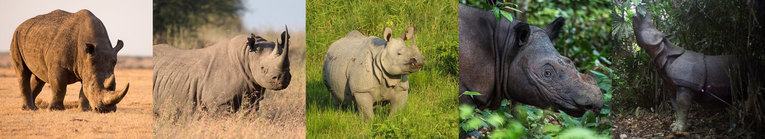 5 Species of Rhino - Helping Rhinos : Helping Rhinos