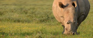 Adopt Thandi