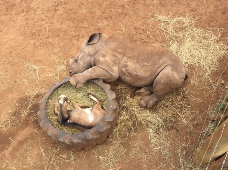 Rhino Orphan