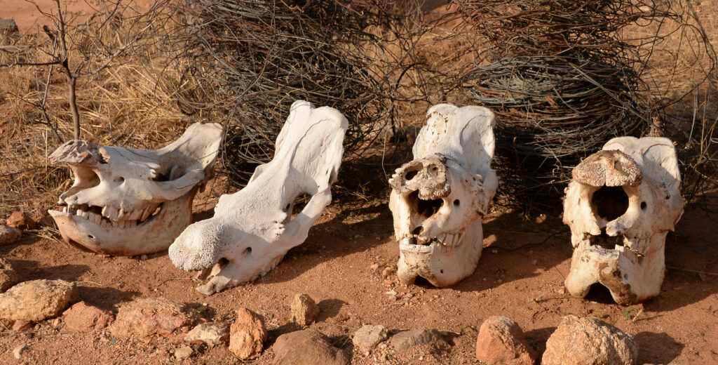 Rhino Skulls