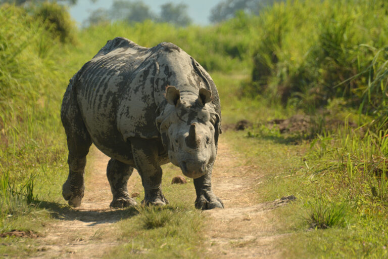 Greater One Horned Rhino
