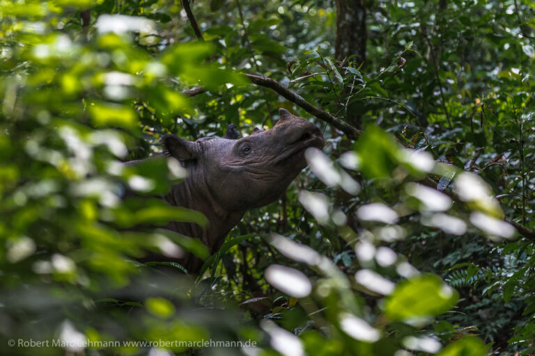 Sumatran Rhino