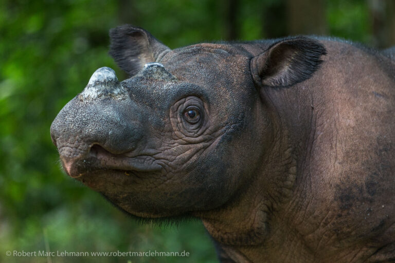 Sumatran Rhino