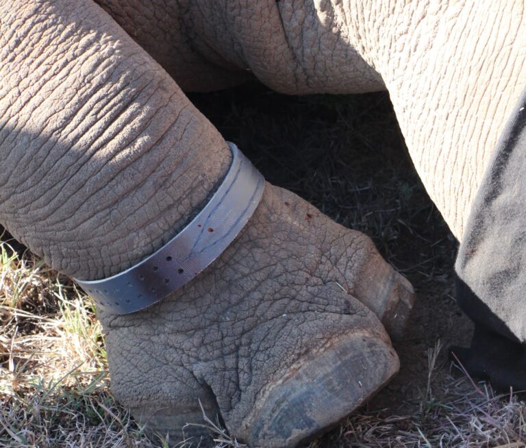 Rhino foot with collar on it