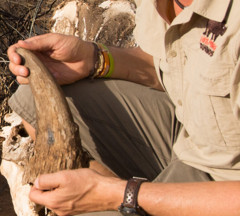 Rhino Horn in Hand