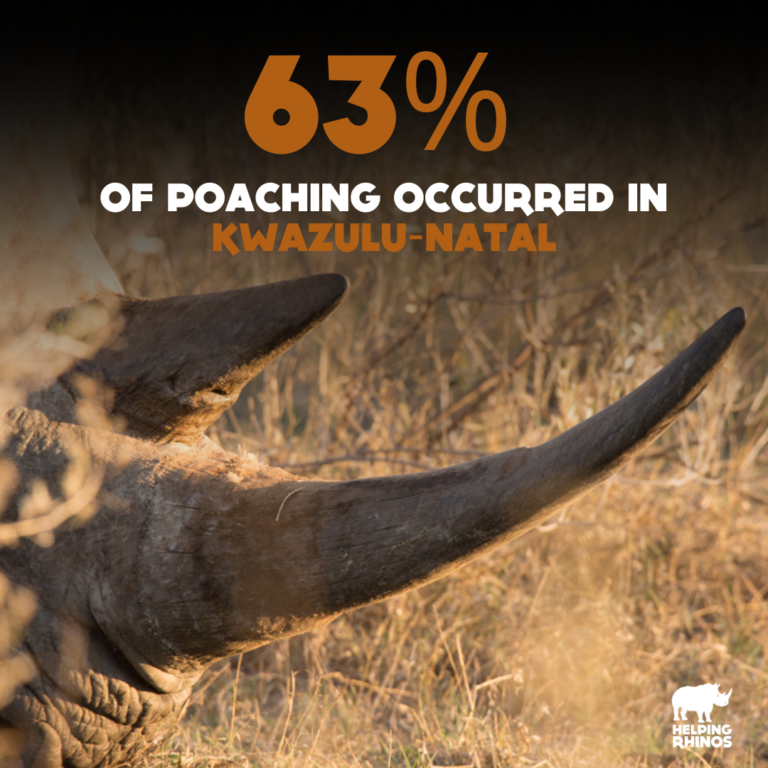 KZN Poaching Graphic