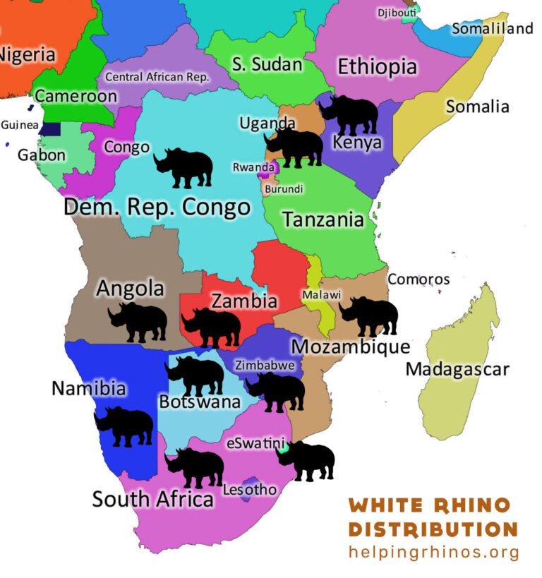 White Rhino Distribution Map 2024