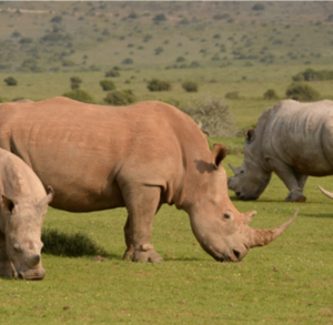 Rhino Crash