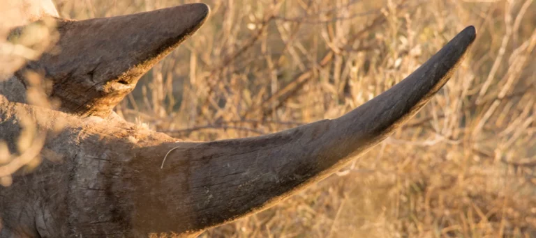 Rhino Horn