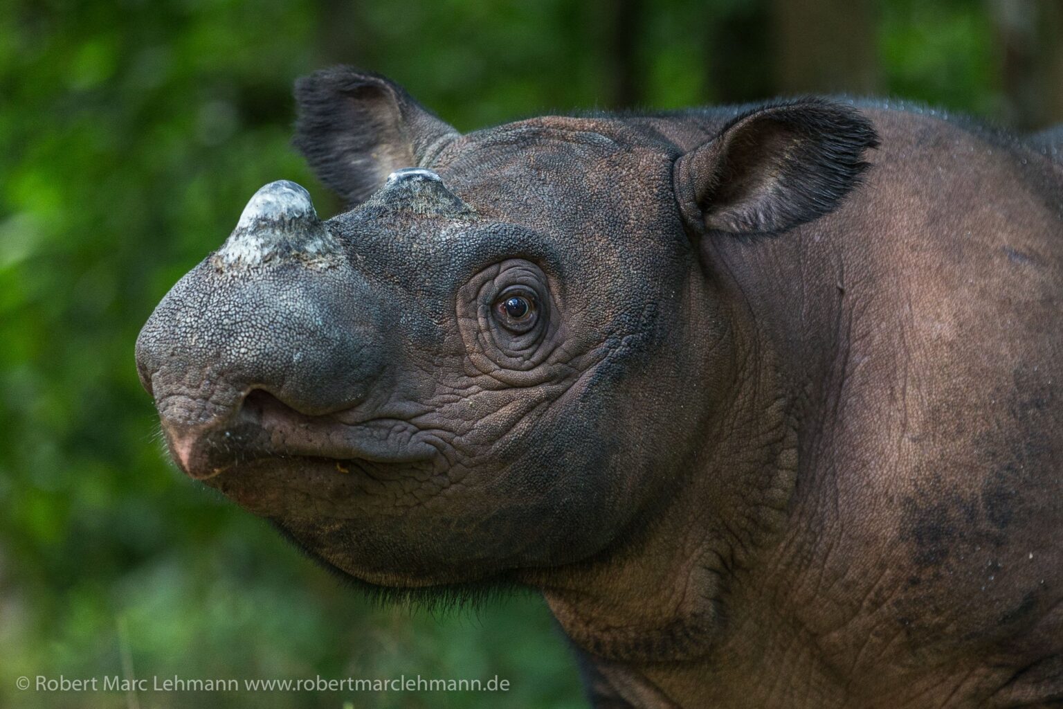 Hoeveel weegt een neushoorn? - Helping Rhinos : Helping Rhinos