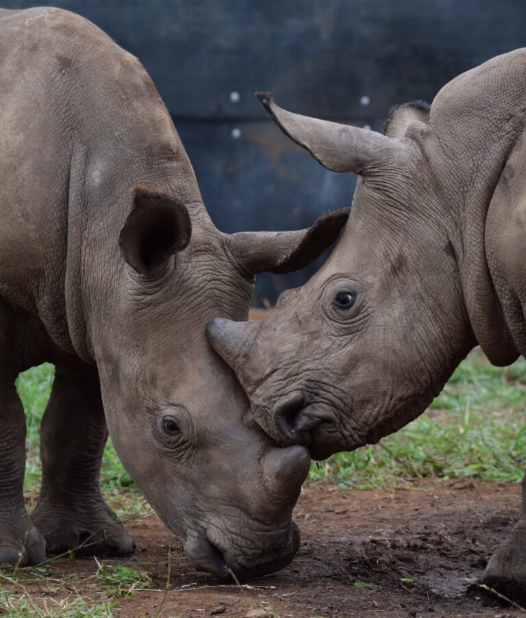 Rhino Calves nose to nose