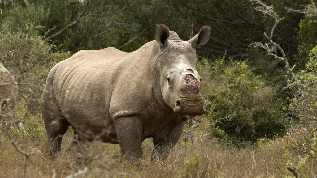 Thandi Oct 2014