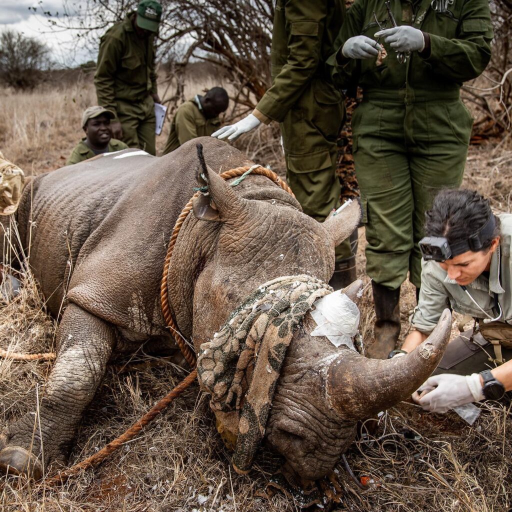 Tsavo Trust Rhino Procedure