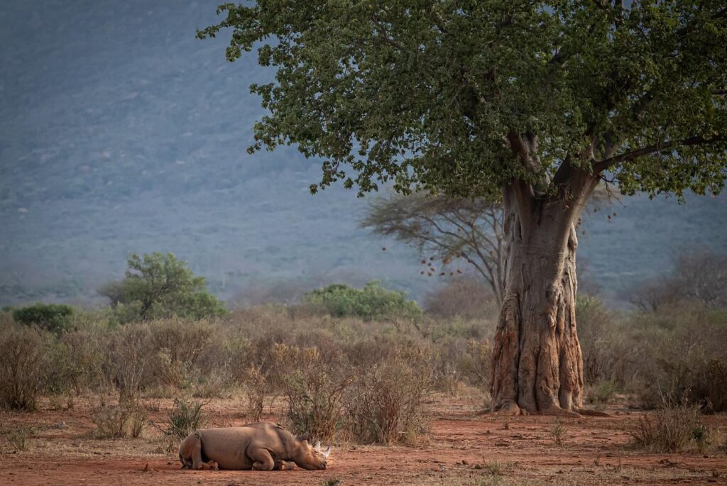 Tsavo Trust Sleeping Rhino