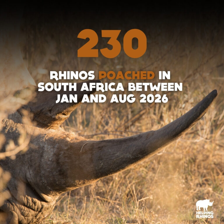 230 rhinos poached in SA
