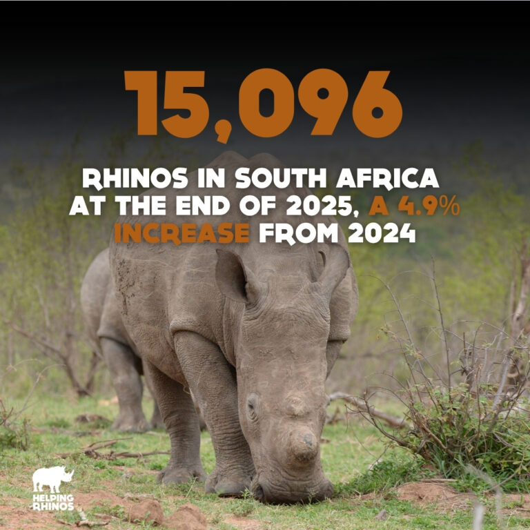 15096 rhino in SA end of 2025