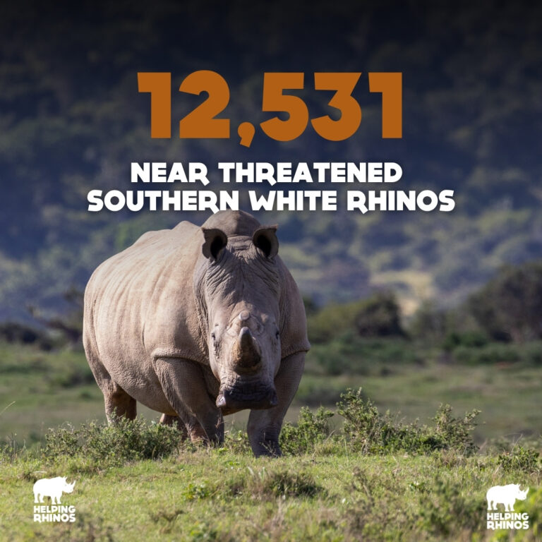 12531 white rhinos