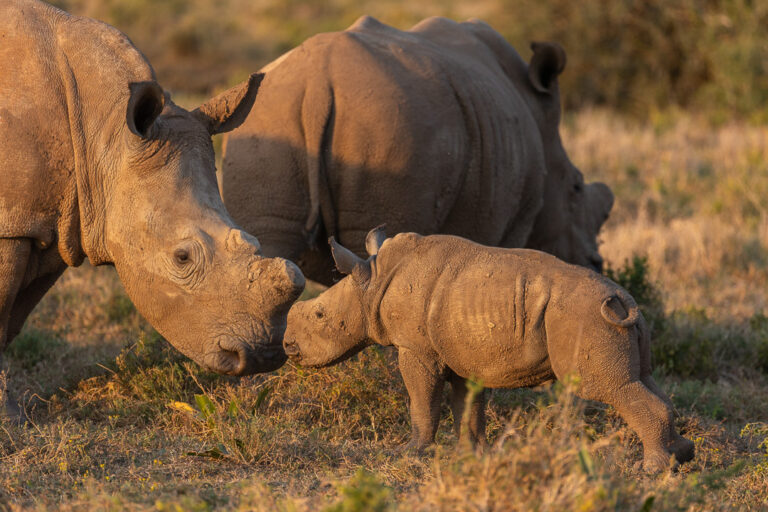 Rhino and Calf