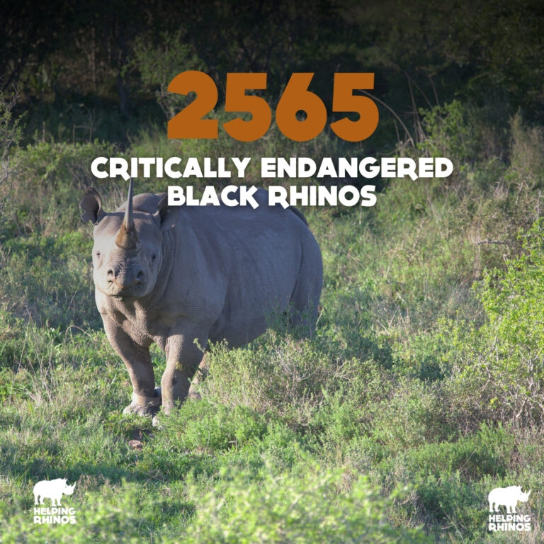 2565 black rhinos