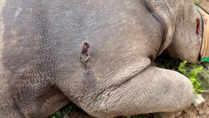 Wounded Rhino